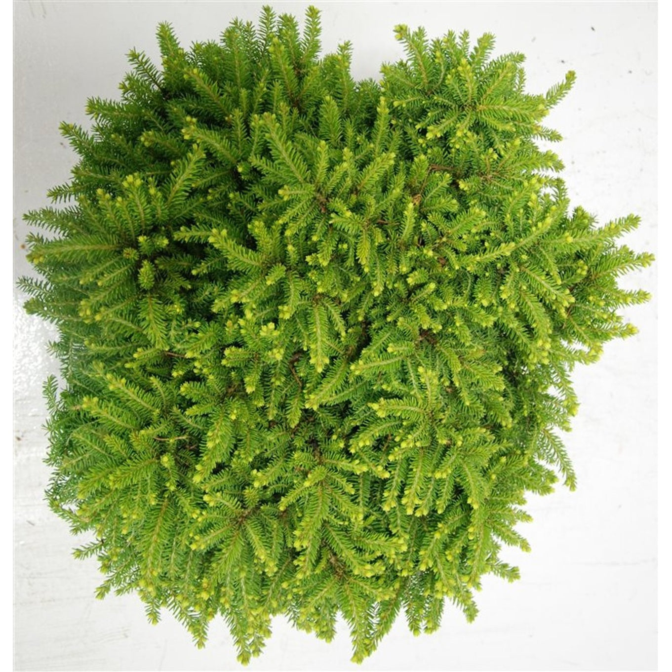 Gran – Picea abies 'Little Gem' - C13 40-45 cm.